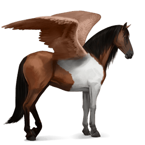 jezdecký pegas american paint horse Černý hnědák overo