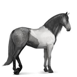 jezdecký kůň andaluský kůň smíšený bělouš