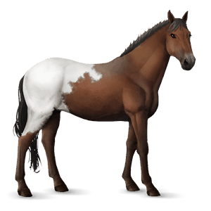 jezdecký kůň american paint horse hnědák tobiano