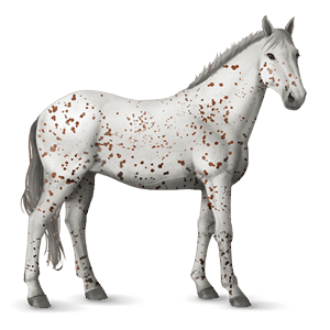 jezdecký kůň argentinský kreolský kůň hnědák tovero 