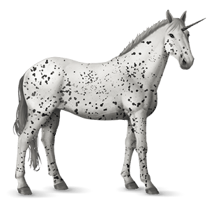 jezdecký jednorožec appaloosa black leopard