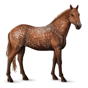 jezdecký kůň appaloosa bay spotted blanket