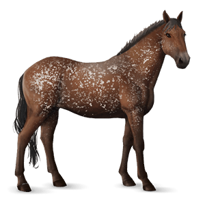 jezdecký kůň appaloosa sorrel leopard