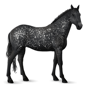 jezdecký kůň knabstrup black snowflake