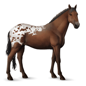 jezdecký kůň appaloosa black snowflake