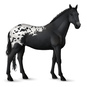 jezdecký kůň hannoverský kůň tmavý hnědák