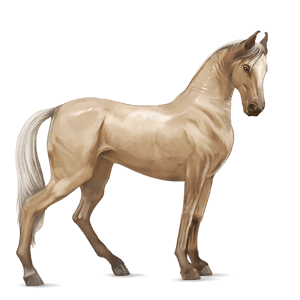 jezdecký kůň irský hunter hnědý bělouš
