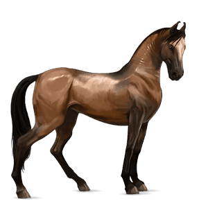 jezdecký kůň hannoverský kůň tmavý hnědák