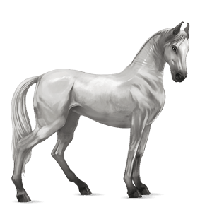 jezdecký kůň american paint horse Černý hnědák tobiano