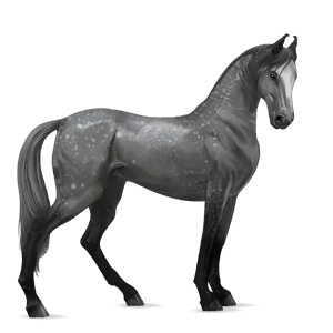 jezdecký kůň anglický plnokrevník Černý hnědák