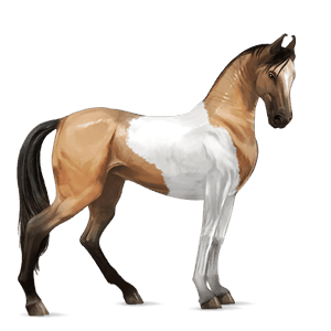 jezdecký kůň american paint horse palomino overo