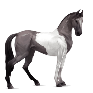 jezdecký kůň marwari smíšený bělouš