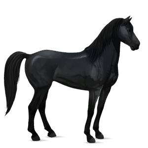 jezdecký kůň mustang tmavý hnědák