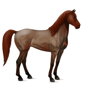 jezdecký kůň trakénský kůň tmavý hnědák