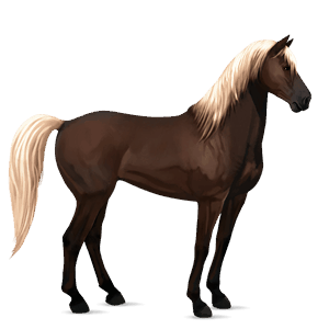 jezdecký kůň quarter horse tmavý hnědák