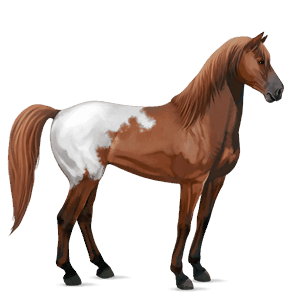 jezdecký kůň american paint horse hnědák tovero 