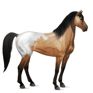 jezdecký kůň andaluský kůň játrový ryzák