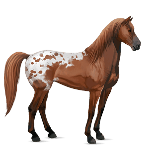 jezdecký kůň mustang smíšený bělouš