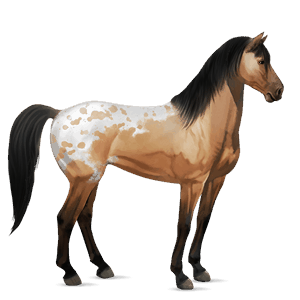 jezdecký kůň mustang cremello