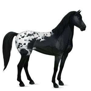 jezdecký kůň mustang black spotted blanket