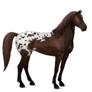 jezdecký kůň american paint horse ryzák overo