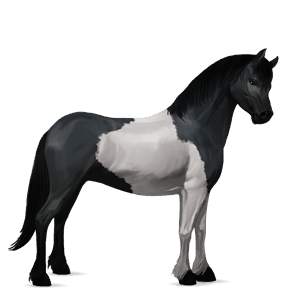 poník shetlandský pony cremello