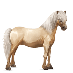 poník haflinger palomino