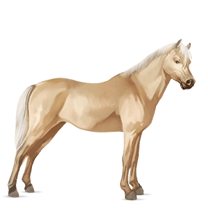 poník haflinger palomino