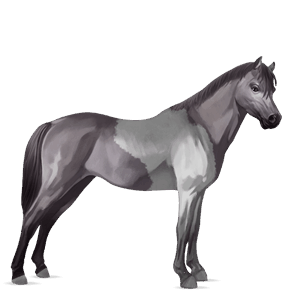 poník shetlandský pony vraník