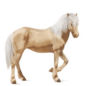 jezdecký kůň quarter horse cremello