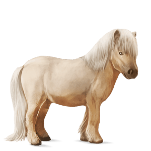 poník shetlandský pony cremello