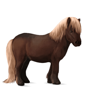 poník shetlandský pony játrový ryzák
