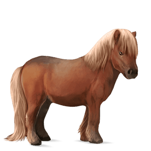 poník shetlandský pony světlý ryzák