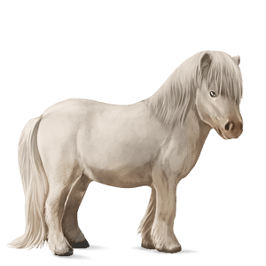 poník shetlandský pony hnědý bělouš
