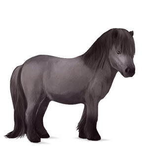 poník shetlandský pony palomino tobiano
