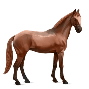 jezdecký kůň shagya – arab pstružák