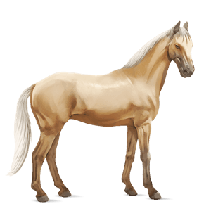 jezdecký kůň quarter horse cremello