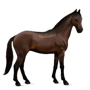 jezdecký kůň tennesseeský mimochodník tmavý hnědák
