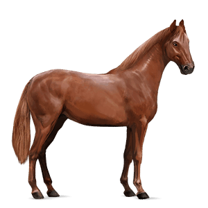 jezdecký kůň holštýnský kůň ryzák
