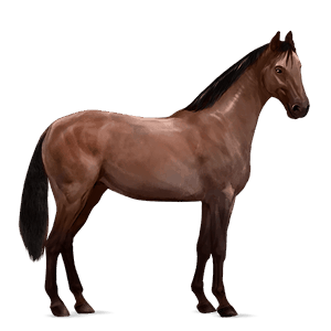 jezdecký kůň american paint horse hnědák tobiano