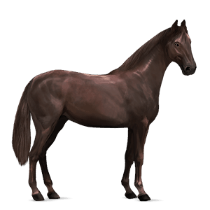 jezdecký kůň anglický plnokrevník Černý hnědák