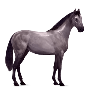 jezdecký kůň american paint horse vraník overo