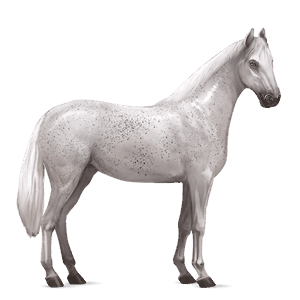 jezdecký kůň arabský plnokrevník smíšený bělouš
