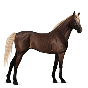 jezdecký kůň achaltekinský kůň světlý ryzák