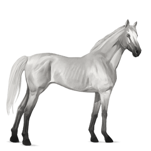 jezdecký kůň irský hunter smíšený bělouš