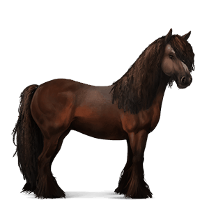 jezdecký kůň irský tinker Černý hnědák tobiano