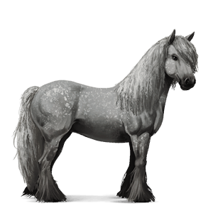 jezdecký kůň andaluský kůň tmavý hnědák