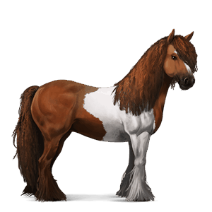 jezdecký kůň shagya – arab bělouš