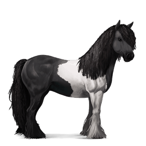 jezdecký kůň irský tinker vraník