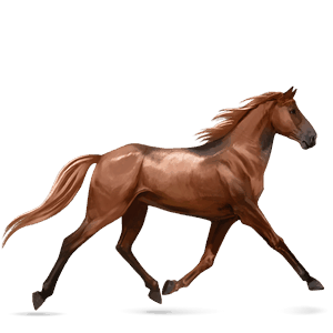jezdecký kůň francouzský jezdecký kůň ryzák